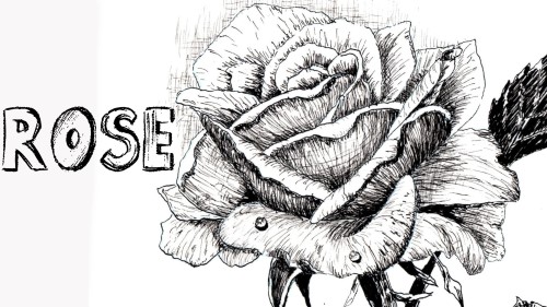 500x281 How To Draw A Rose In Pen And Ink - Rose Pen Drawing