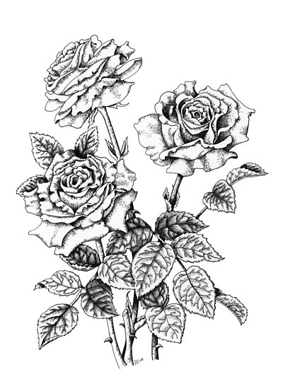 400x550 Pen And Ink Roses - Rose Pen Drawing