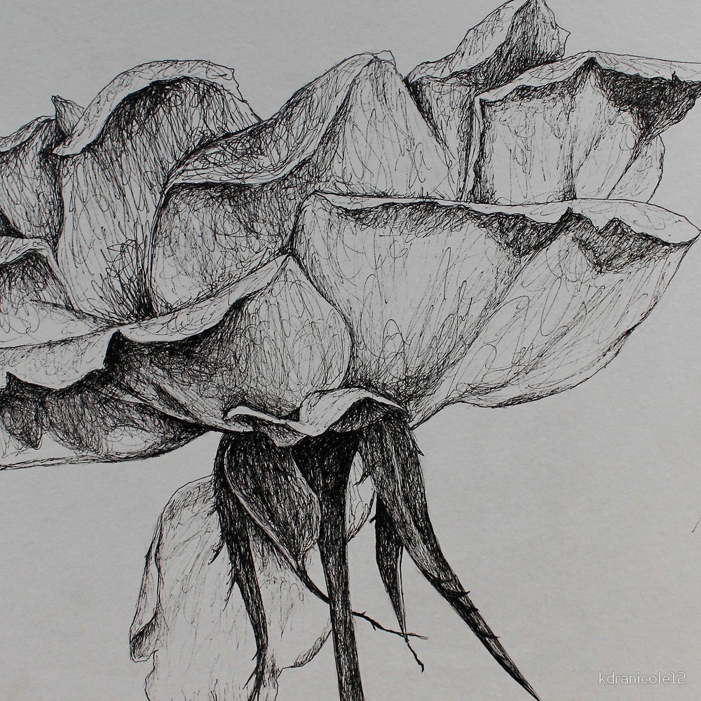 1000x1000 Rose Pen Drawing - Rose Pen Drawing