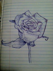 187x250 Rose Pen Drawing - Rose Pen Drawing