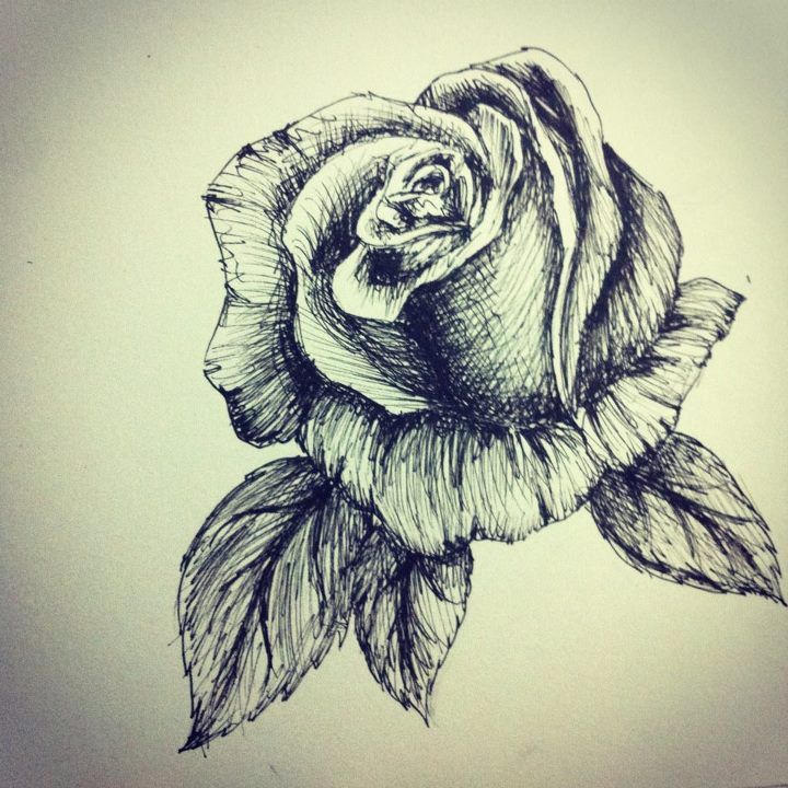 720x720 Rose Pen Sketch - Rose Pen Drawing