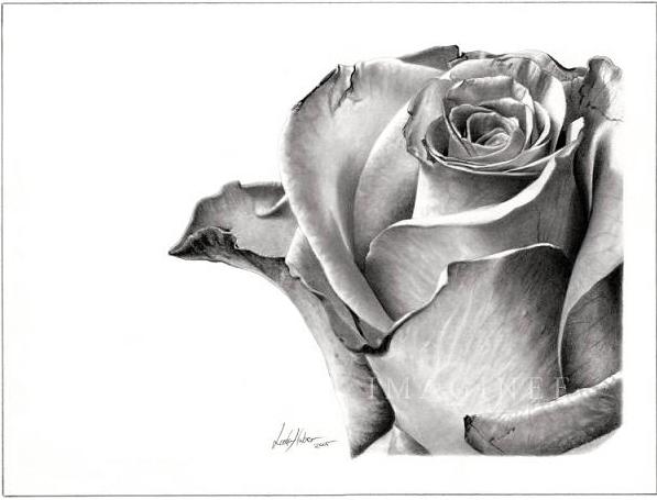 597x455 Floral Pencil Drawings - Rose Pencil Drawing