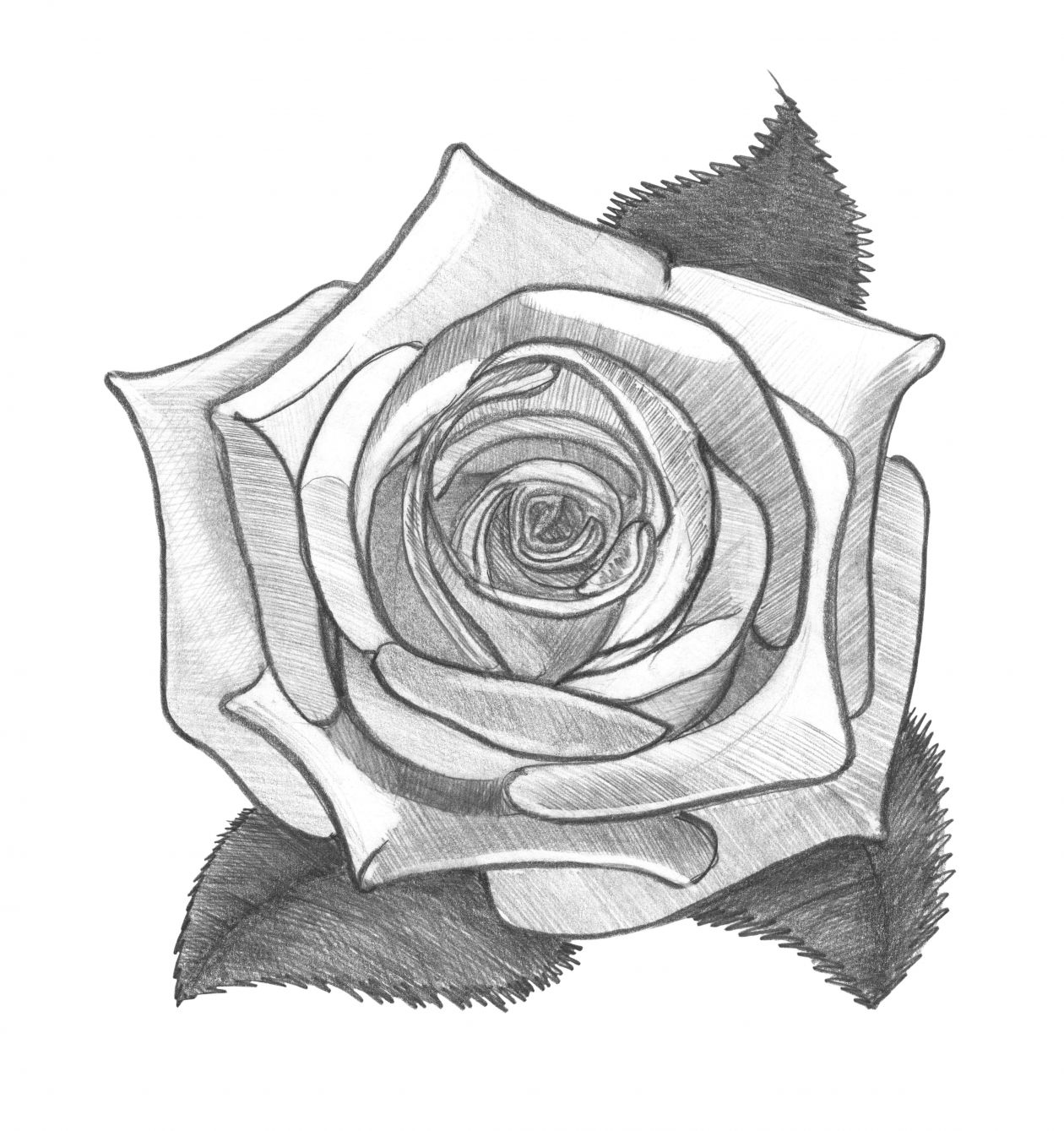 1260x1339 free photo rose pencil drawing monochrome image - Rose Pencil Drawing