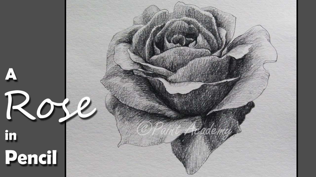 1280x720 how to draw shade a rose in pencil step - Rose Pencil Drawing