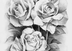 300x210 pencil sketch of rose flowers rose flower pencil art pencil - Rose Pencil Drawing