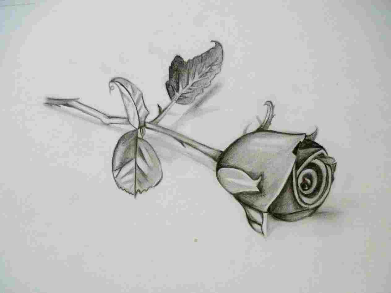 1264x948 Pencil Sketches Of Rose - Rose Pencil Drawing