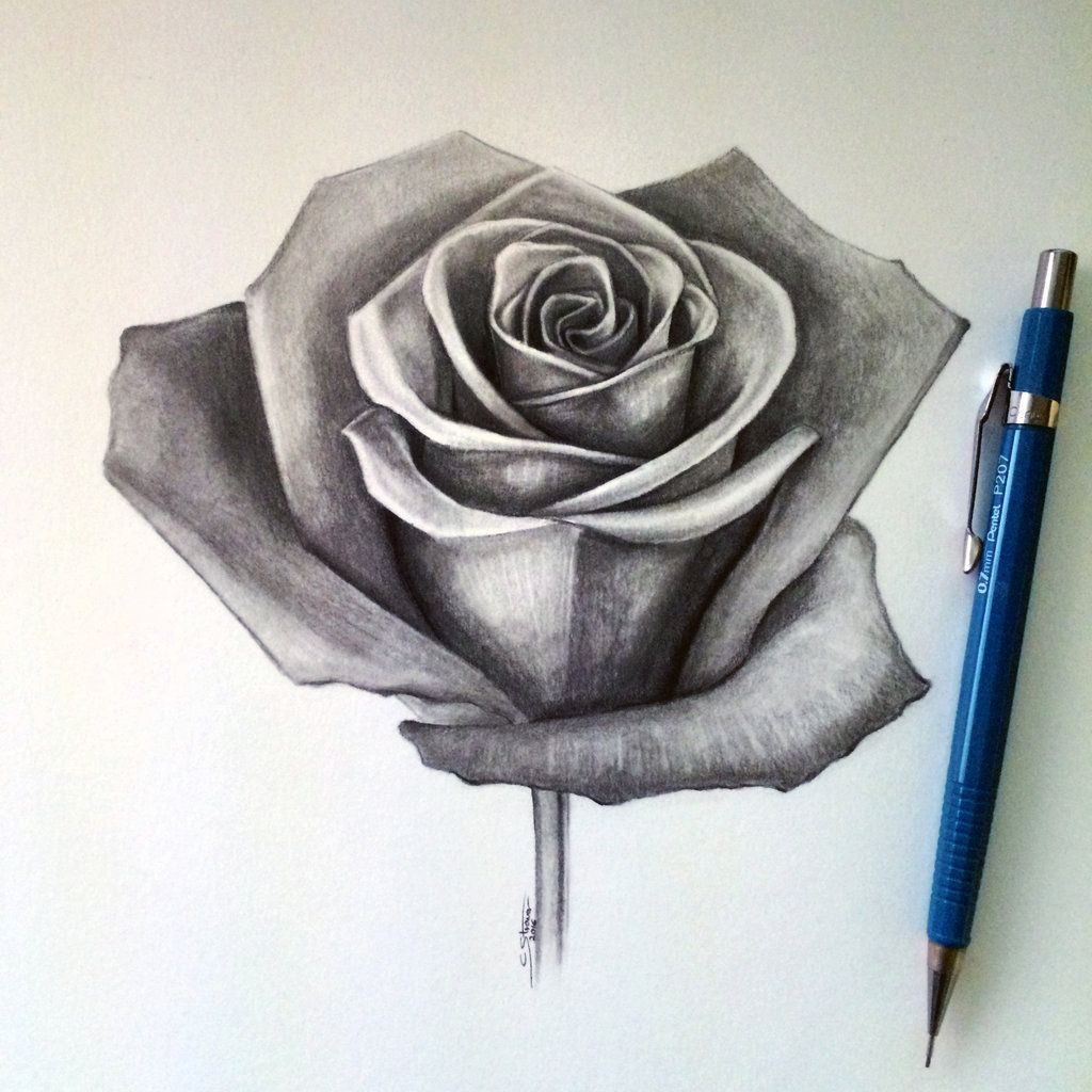 1024x1024 Rose Pencil Sketch Pic And Realistic Rose Pencil Sketches Drawing - Rose Pencil Drawing