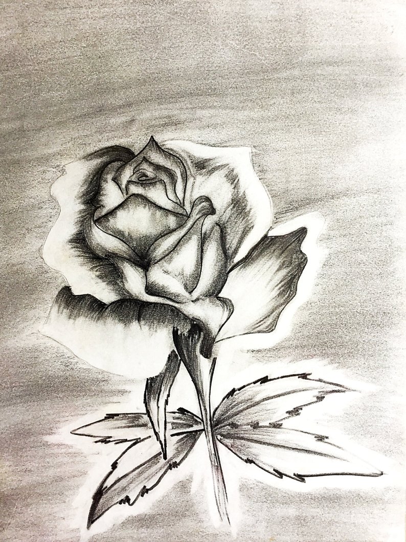 794x1059 Rose Pencil Drawing Etsy - Rose Pencil Drawing