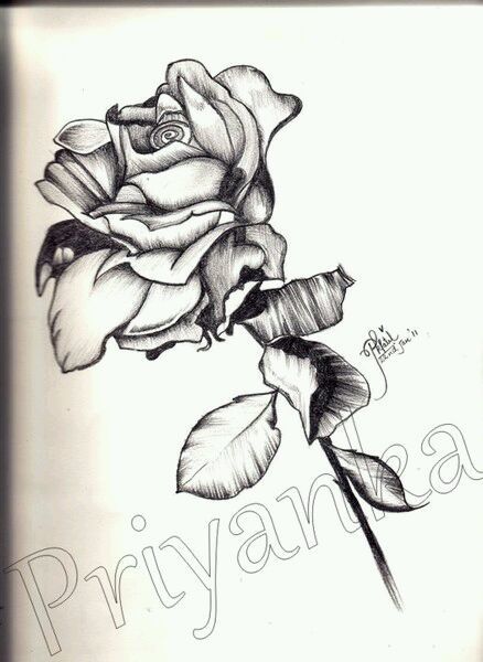 438x600 Rose Pencil Drawing Discovered - Rose Pencil Drawing