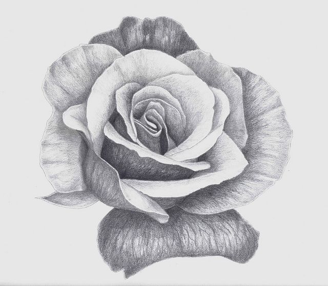 640x558 Pencil Sketches Of Flowers - Rose Pencil Drawing