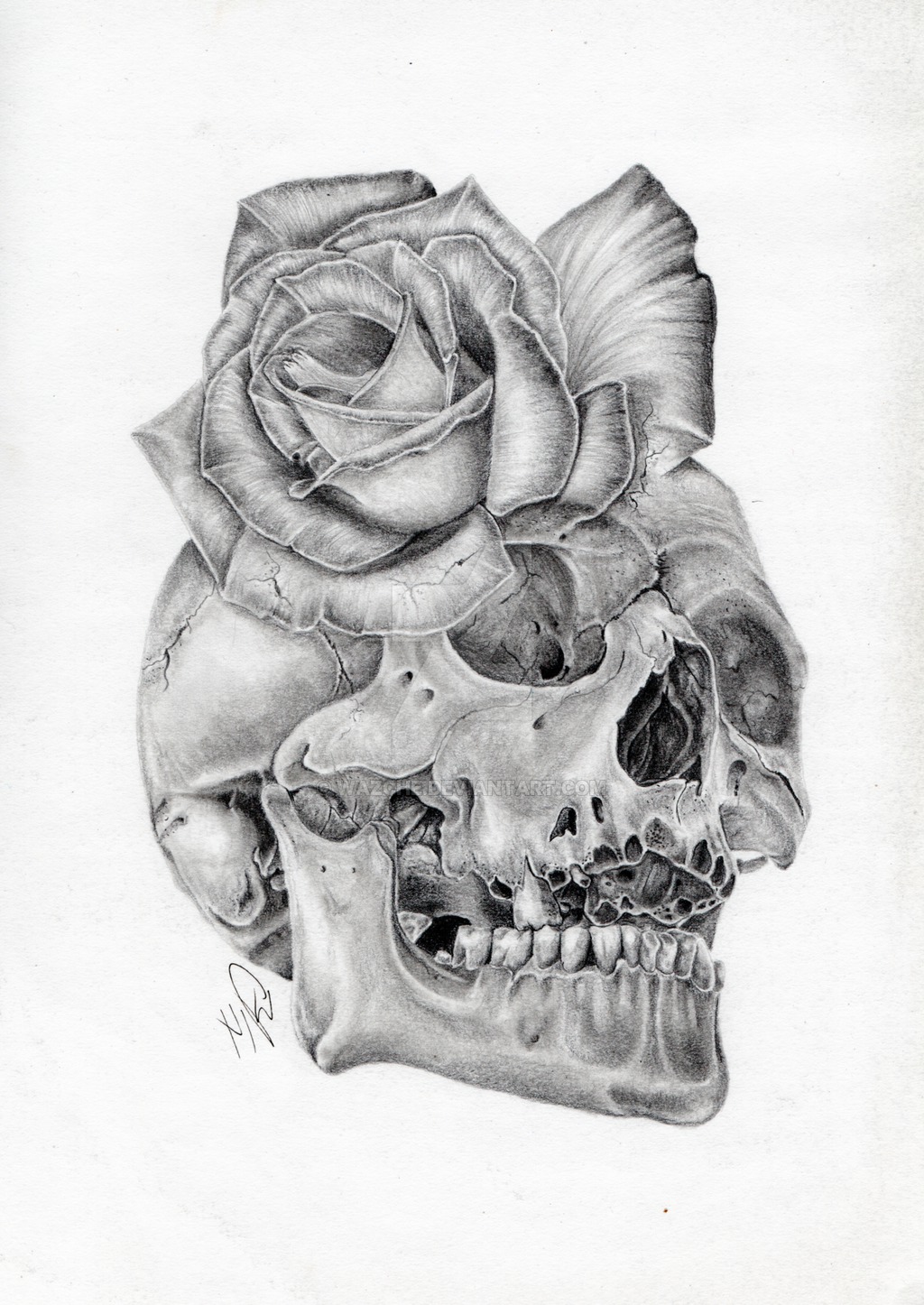 1024x1446 Skull Rose Morph Graphite Pencil Drawing - Rose Pencil Drawing