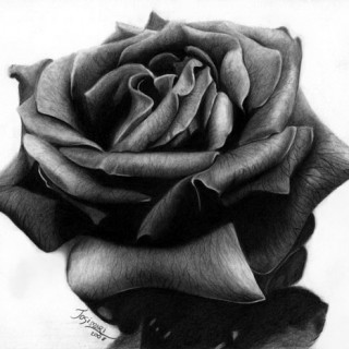 320x320 Rose Pencil Drawing Archives - Rose Pencil Drawing