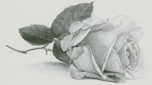 500x281 creating depth pencil drawing made easy - Rose Pencil Drawing