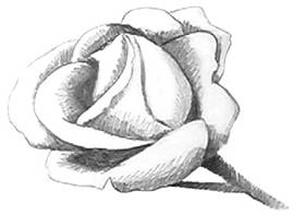 269x197 How To Draw Roses With Easy Step - Rose Pencil Drawing Step By Step