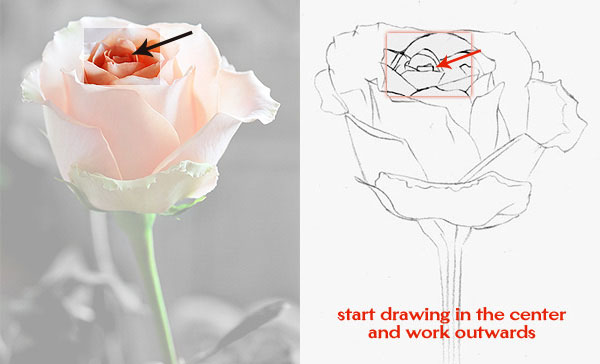 600x364 How To Draw A Rose Learn To Draw Rose Pencil Drawings Art Is Fun - Rose Pencil Drawing Step By Step