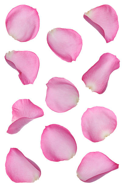 Rose Petals Drawing at PaintingValley.com | Explore collection of Rose ...