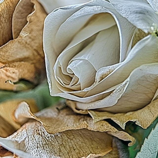 640x640 Decaying Rose Drawing Mightbe - Rose Picture Drawing