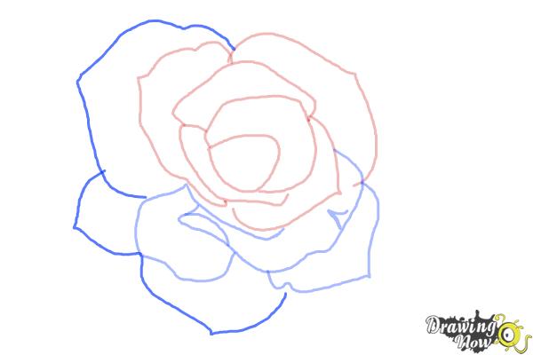 600x400 How To Draw An Open Rose - Rose Picture Drawing