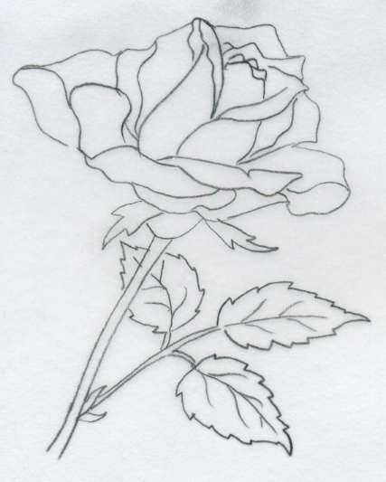 427x533 object drawing rose - Rose Picture Drawing