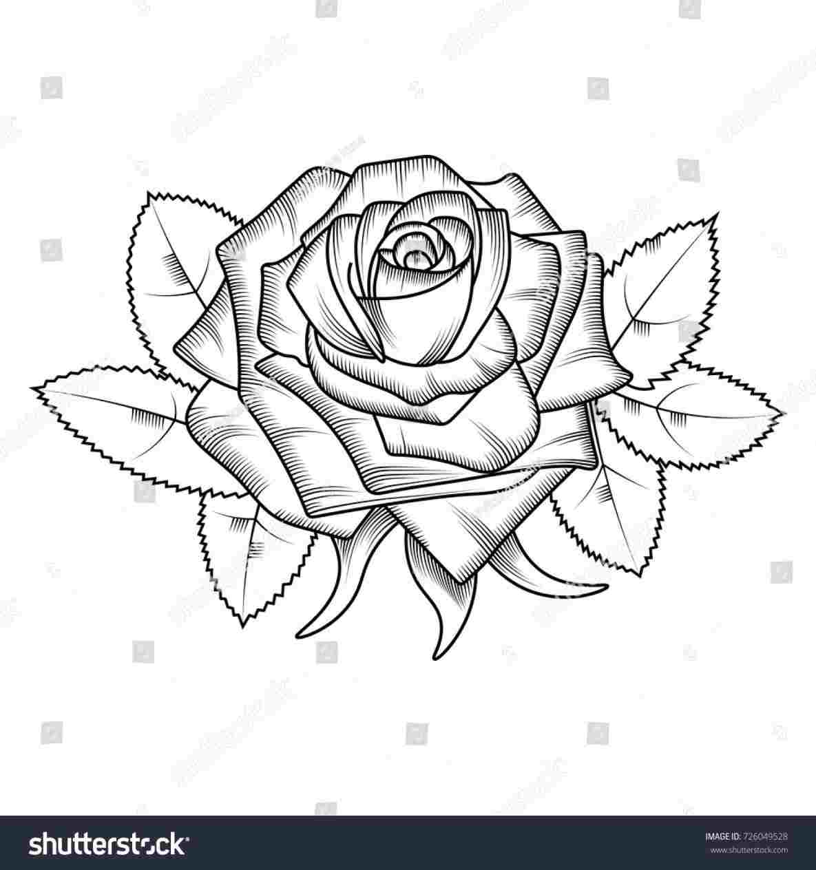 1185x1264 Pencil Drawings Of Rose Drawing Roses Drawings Art - Rose Picture Drawing