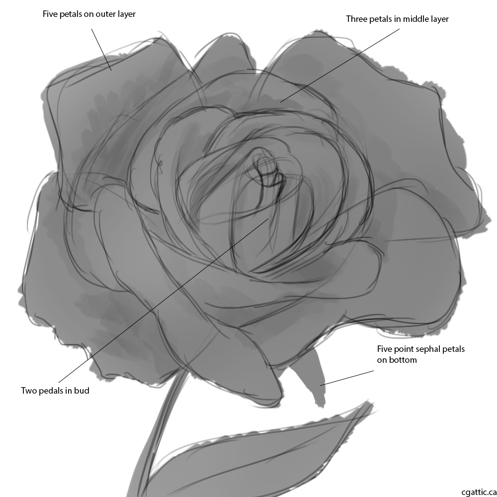 1000x1000 Realistic Rose Drawing In Steps With Photoshop - Rose Picture Drawing