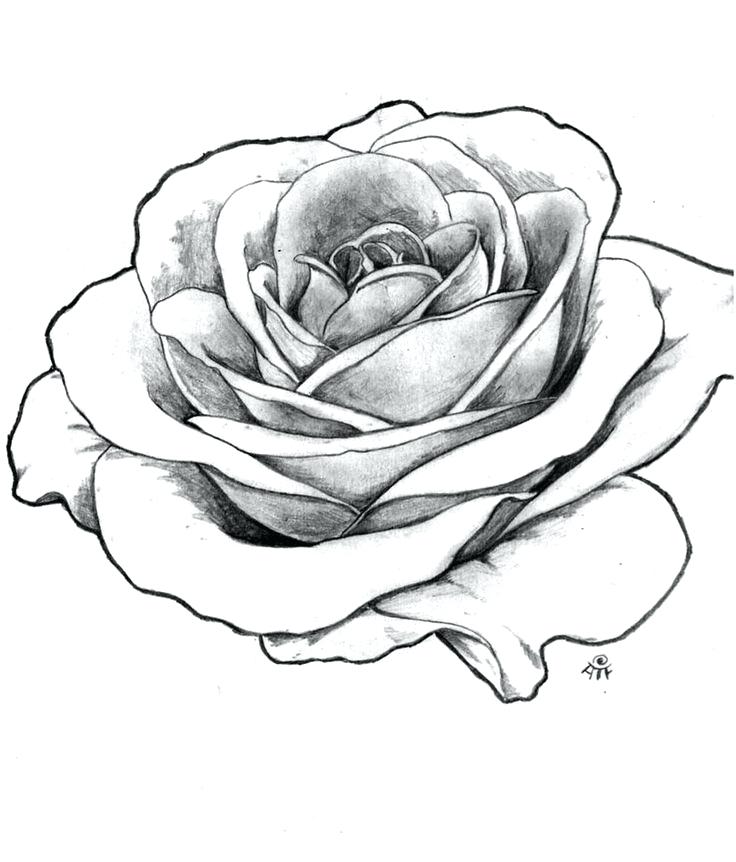 736x862 rose drawing outline simple rose outline tattoo drawing roses rose - Rose Picture Drawing