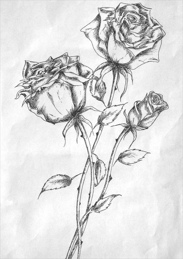 600x848 Rose Drawings - Rose Picture Drawing