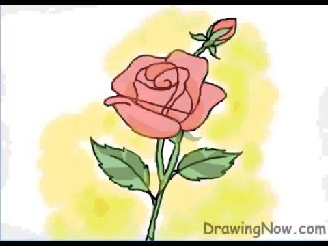 480x360 How To Draw A Red Rose - Rose Plant Drawing