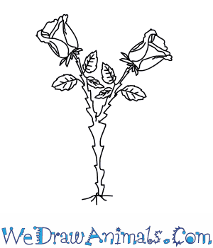 300x350 How To Draw A Rose Tree - Rose Plant Drawing