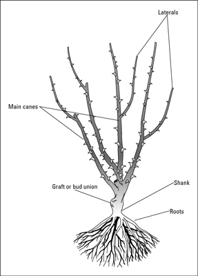 287x400 How To Plant Bareroot Roses - Rose Plant Drawing
