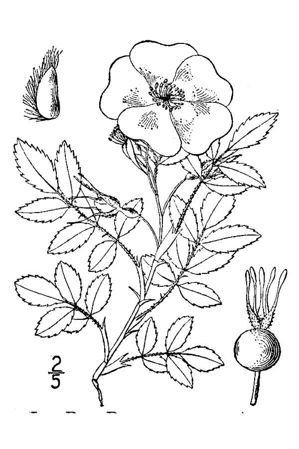 600x900 Large Image For Rosa Woodsii - Rose Plant Drawing