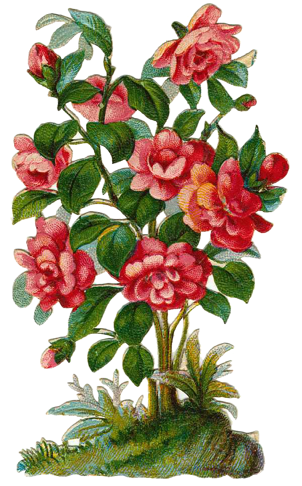 600x967 Rose Bush Plant Clipart - Rose Plant Drawing