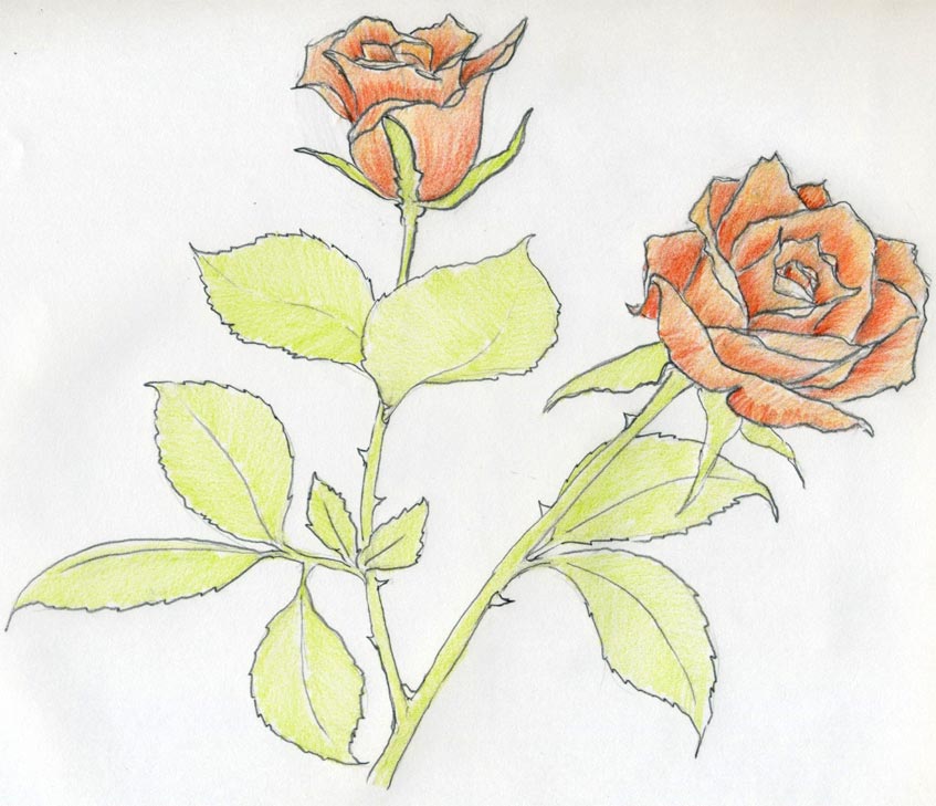 847x729 Rose Sketch You Will Enjoy - Rose Plant Drawing
