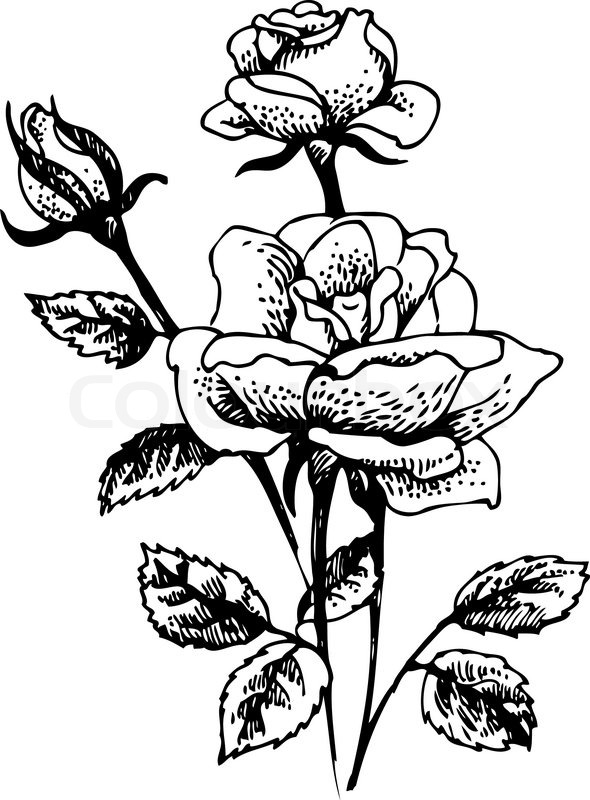 590x800 Roses Hand Drawn Illustration Of Rose Stock Vector Colourbox - Rose Plant Drawing