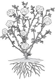 188x269 wild rose bush drawing gtgt - Rose Plant Drawing