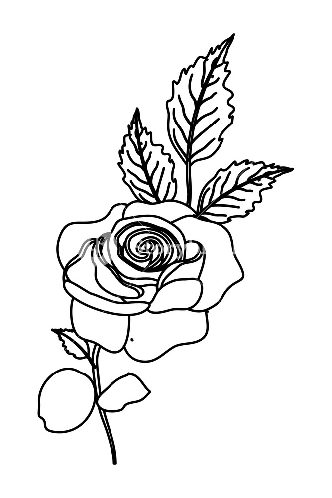 667x1000 Outline Nature Rose Plant With Branch Leaves Vector Illustration - Rose Plant Drawing