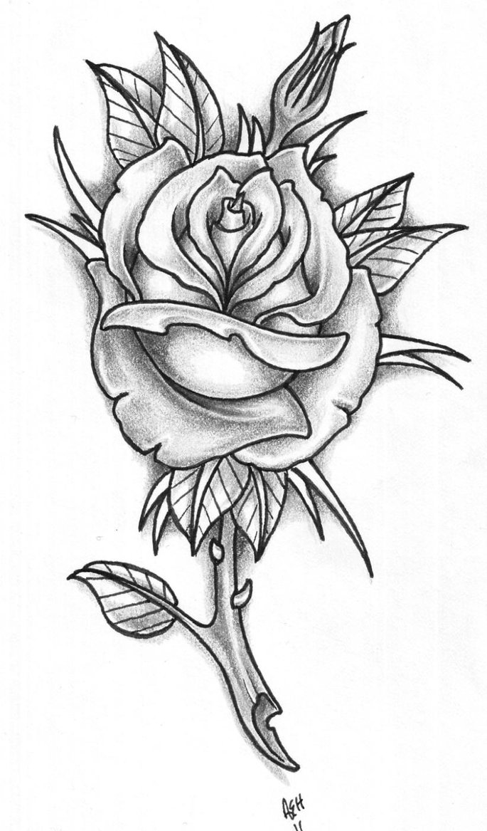 685x1167 Gaeroladid White Rose Tattoo Drawing Images - Rose Tattoo Drawing