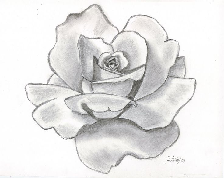 736x583 tumblr rose drawing angel drawing of pencil sketches rose tattoo - Rose Tattoo Drawing Tumblr