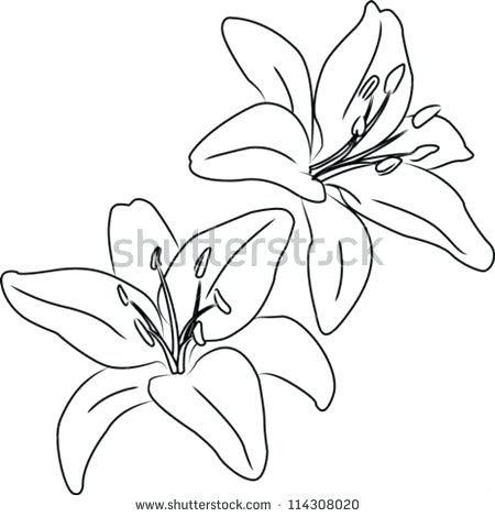450x470 two blooming lilies flowers vector sketch outline rose tattoo - Rose Tattoo Drawing Tumblr