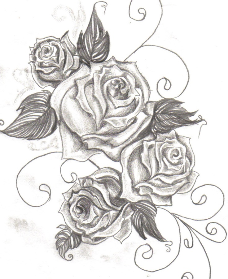 736x902 drawing vine rose for free download - Rose Vine Drawing