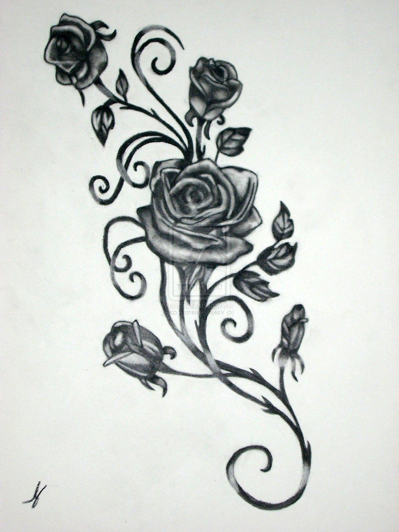 Rose Vine Drawing at PaintingValley.com | Explore collection of Rose
