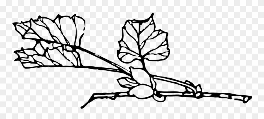 880x399 rose vine drawings buy clip art - Rose Vine Drawing