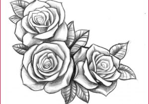 300x210 vine drawings drawing vines in black rose vine drawing - Rose Vine Drawing