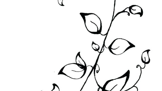 570x320 Rose Vines Drawings Tagged Rose Vine Drawing Designs Coloring - Rose Vine Drawing Designs