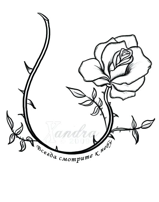Rose Vine Drawing Designs at Explore collection of
