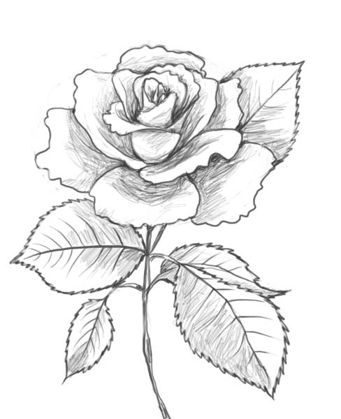 488x600 How To Draw A Rose Drawing Factory On We Heart It - Rose With Heart Drawing