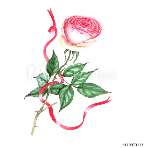 489x500 Hand Drawn Watercolor Illustration Of The Pink Tender Rose - Rose With Ribbon Drawing