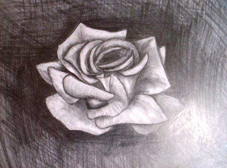 448x333 rose ribbon foundmyself - Rose With Ribbon Drawing