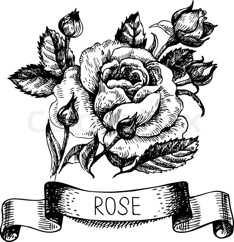 Rose With Ribbon Drawing at Explore collection of