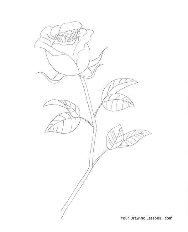 600x741 How To Draw A Rose Your Drawing Lessons - Rose With Stem Drawing
